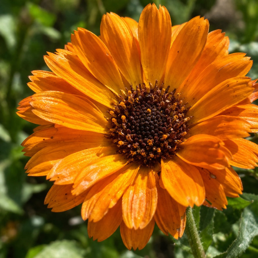 Calendula