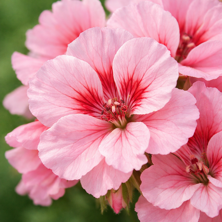 Rose Geranium