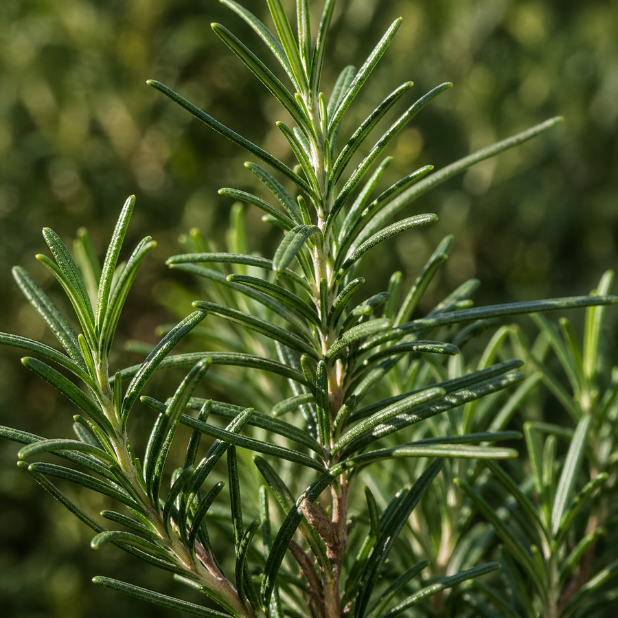 Organic Rosemary