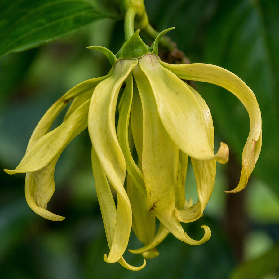 Ylang Ylang